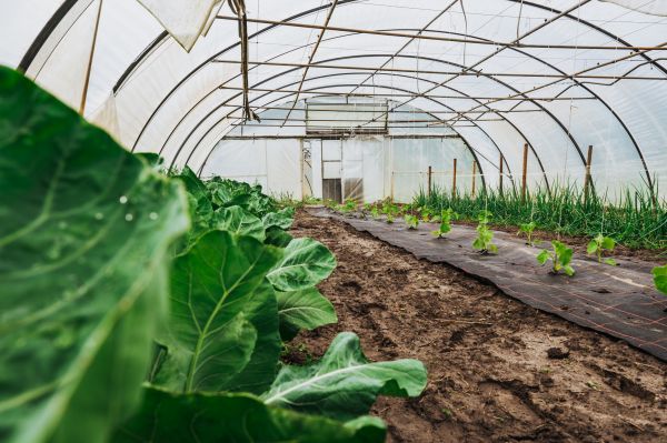 Greenhouse Demolition in Wichita Falls